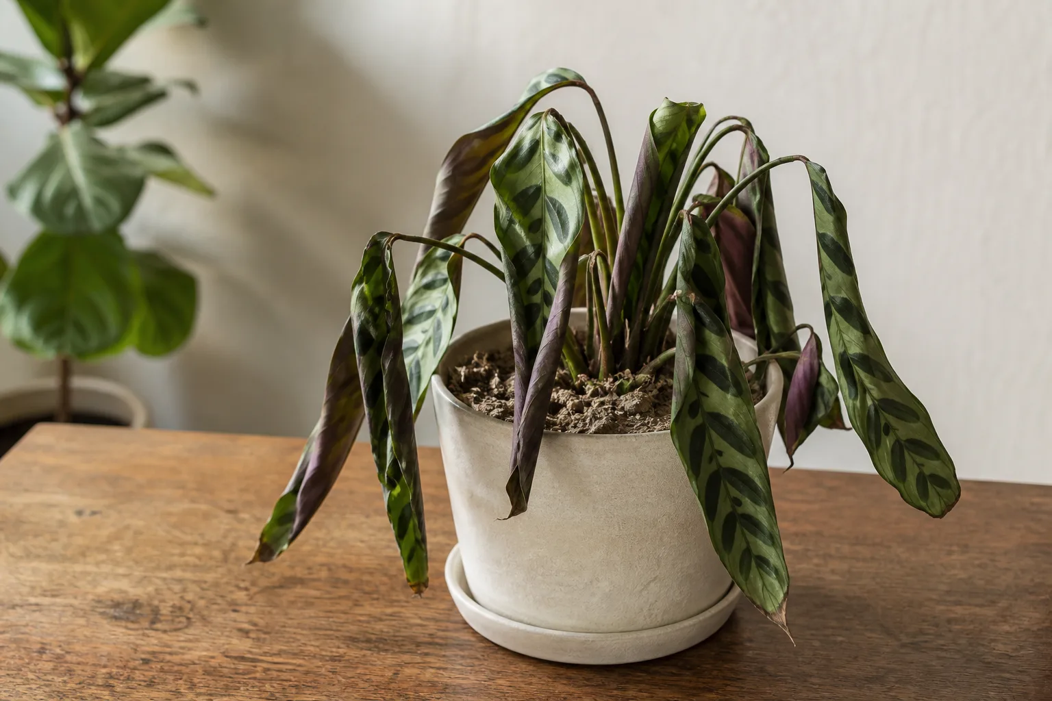 Underwatering on Ctenanthe - visible symptom on the plant