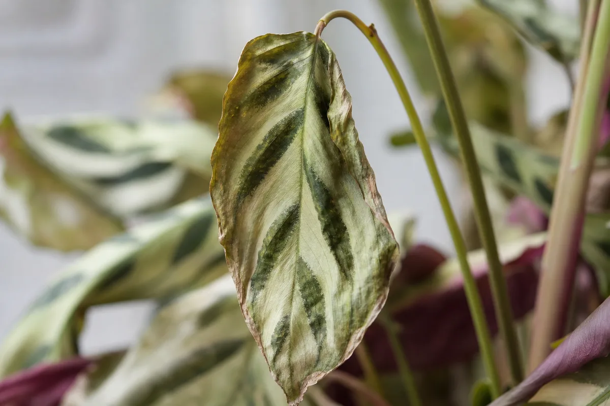 Close-up of Wilting on Ctenanthe - diagnostic detail