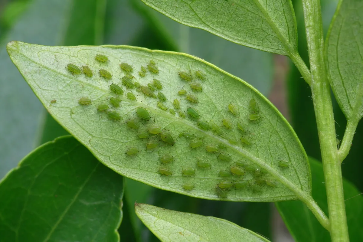 Close-up of Aphids on Curry Leaf Plant - diagnostic detail