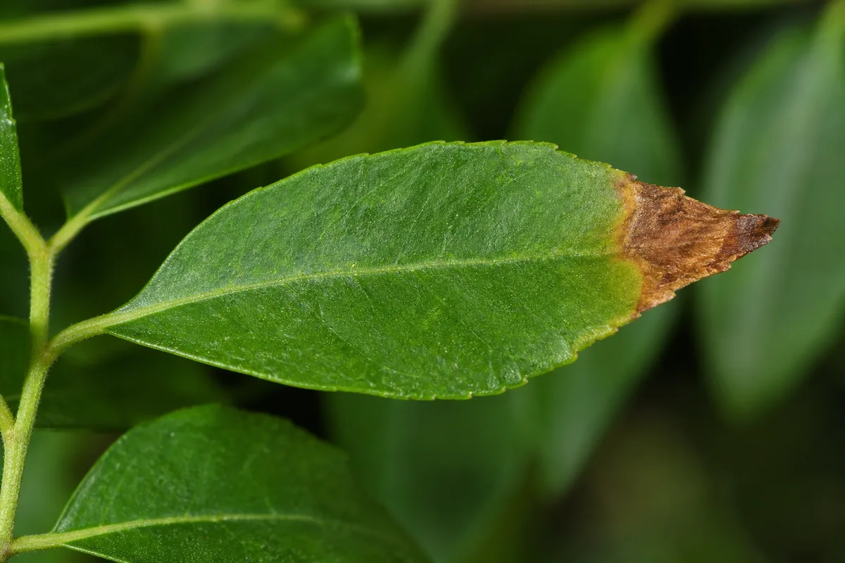 Close-up of Brown Tips on Curry Leaf Plant - diagnostic detail