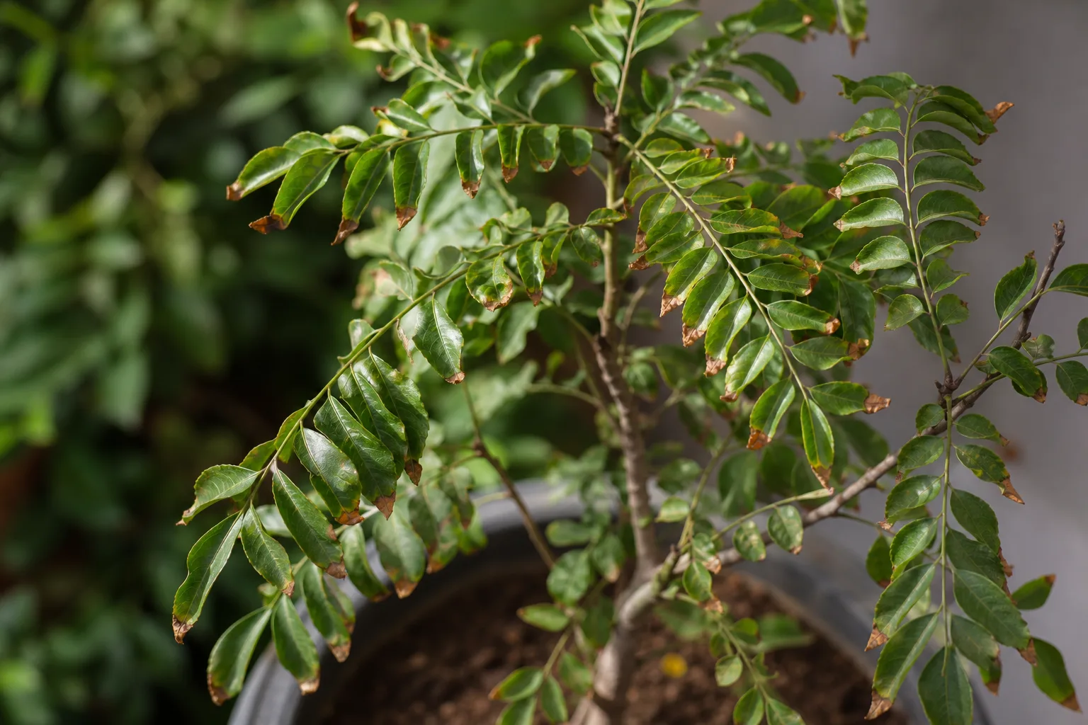 Brown Tips on Curry Leaf Plant - visible symptom on the plant