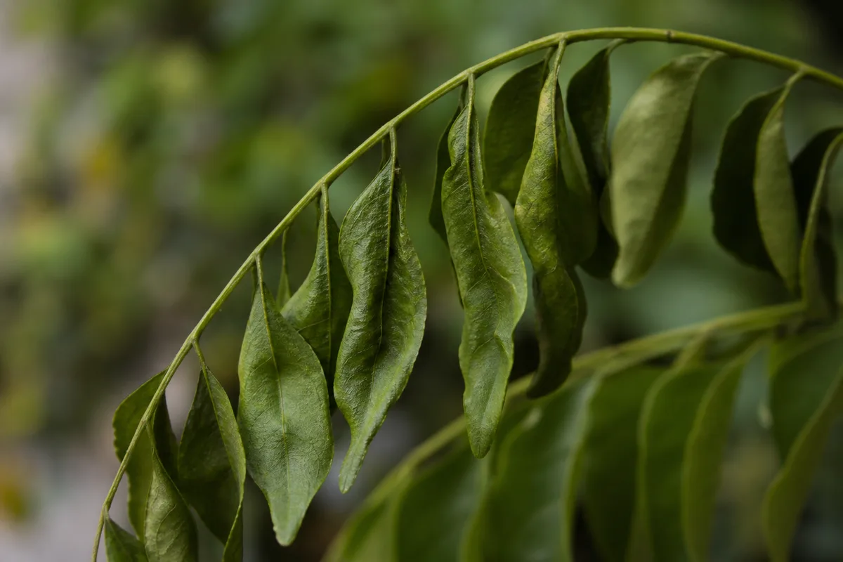 Close-up of Drooping Leaves on Curry Leaf Plant - diagnostic detail