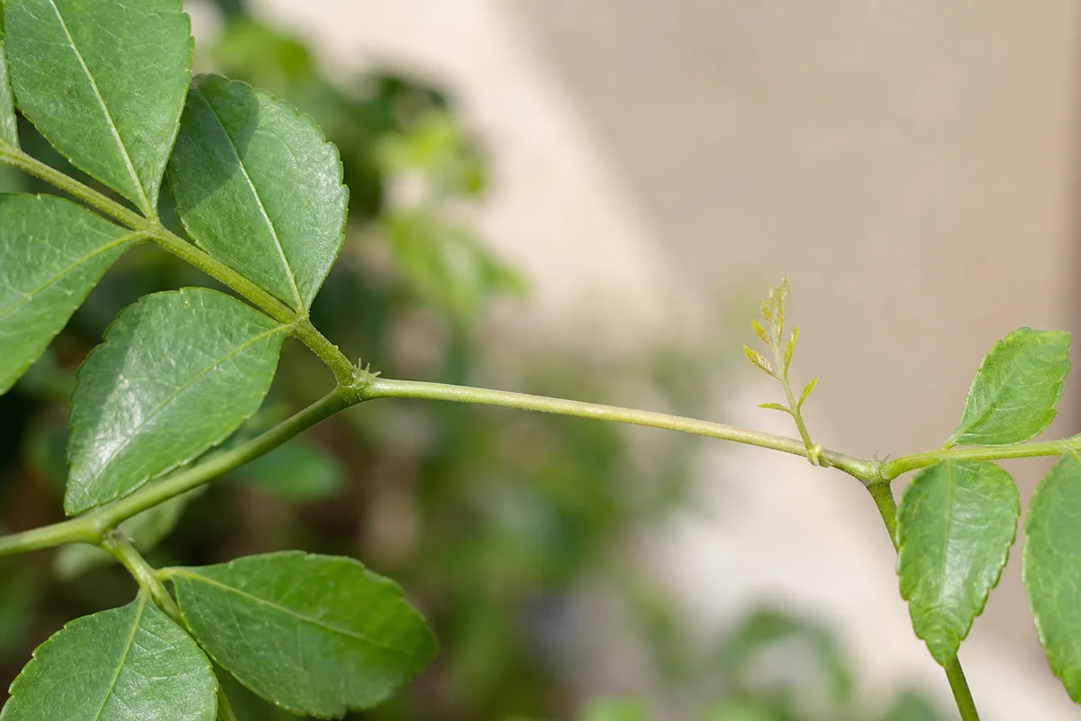 Close-up of leggy growth on curry leaf plant - elongated bare internode gap between compound leaf pairs on a stretched stem
