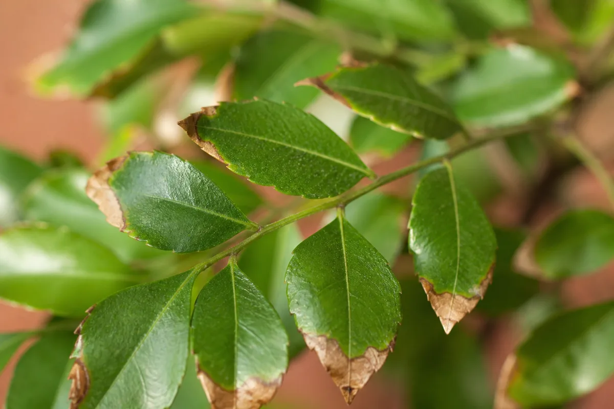 Close-up of Low Humidity on Curry Leaf Plant - diagnostic detail