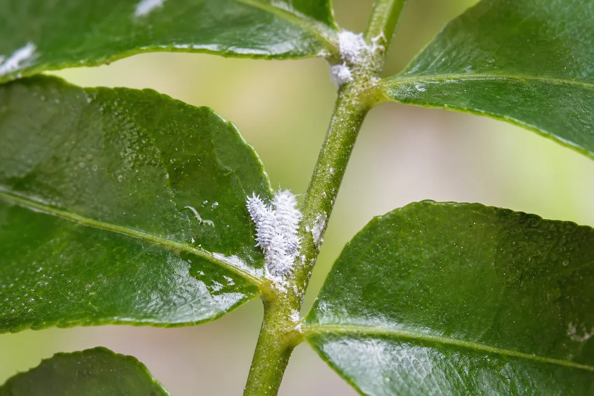 Close-up of Mealybugs on Curry Leaf Plant - diagnostic detail