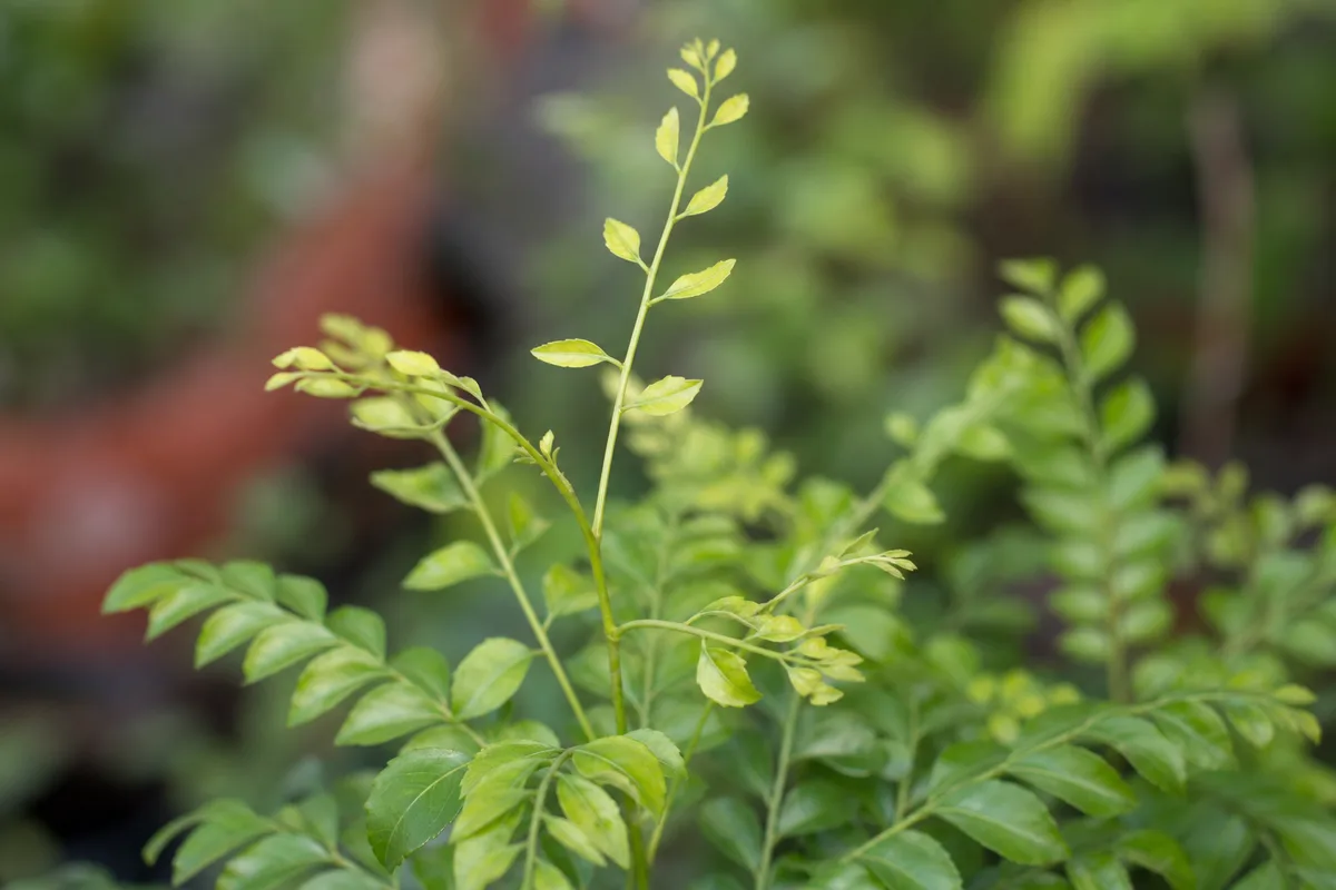 Close-up of low light on curry leaf plant - elongated internodes and small pale leaflets on stretched new growth