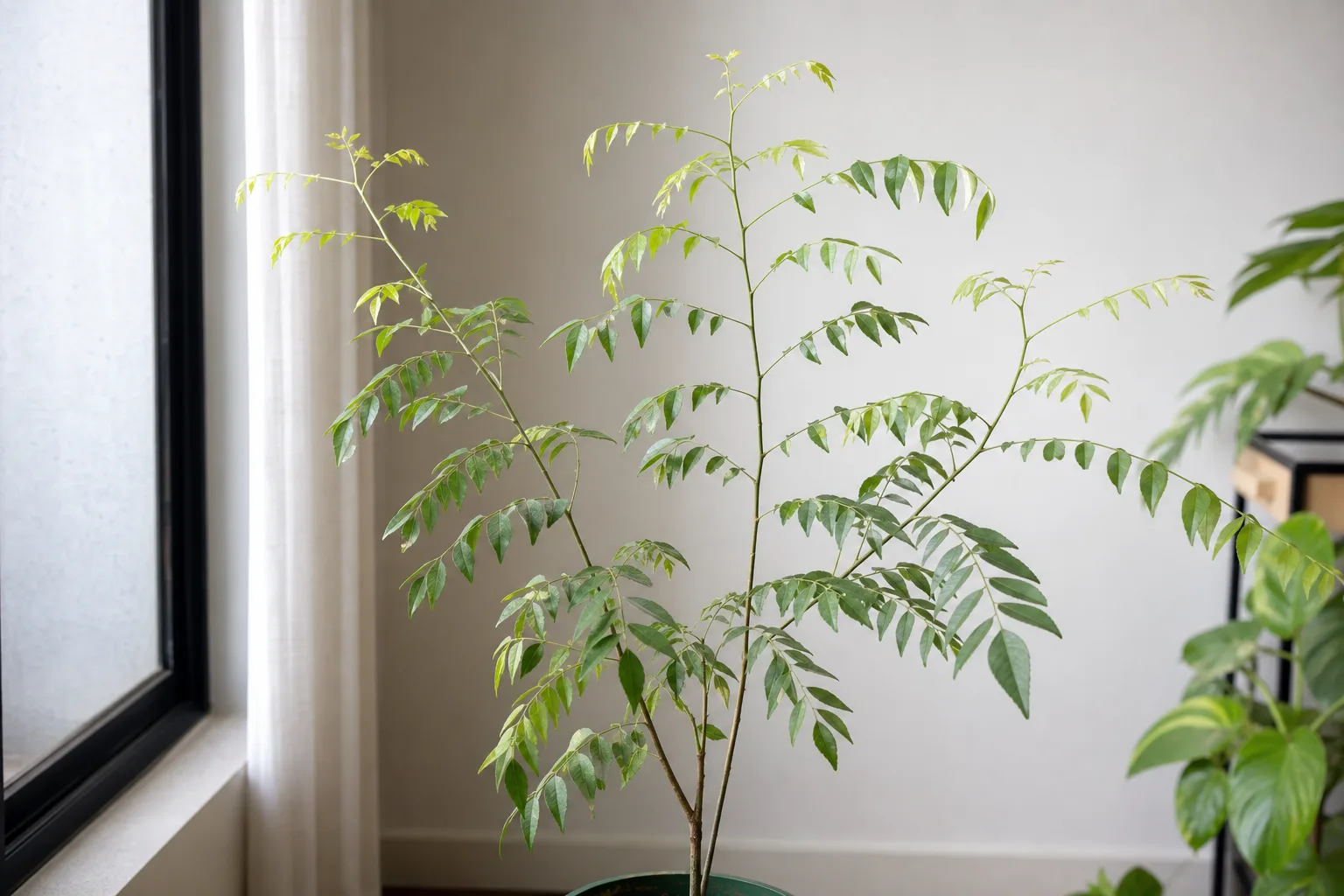 Not enough light on curry leaf plant - stretched pale stems with long gaps between compound leaf pairs