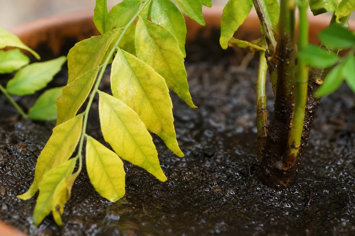 Close-up of Overwatering on Curry Leaf Plant - diagnostic detail