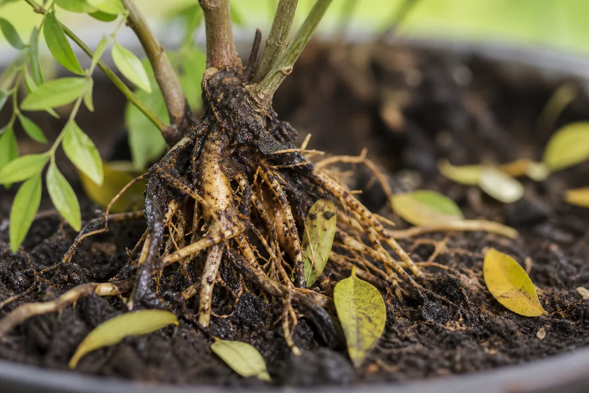 Close-up of Root Rot on Curry Leaf Plant - diagnostic detail