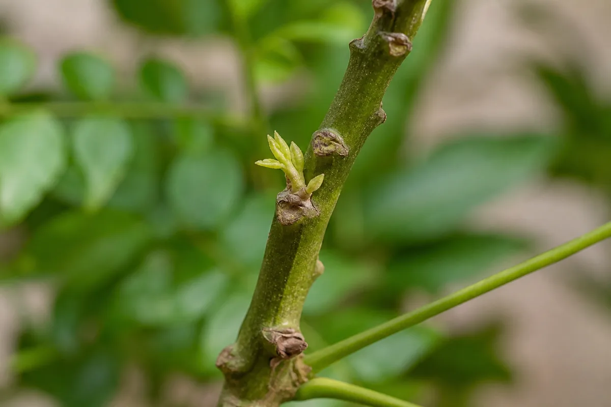Close-up of Slow Growth on Curry Leaf Plant - diagnostic detail