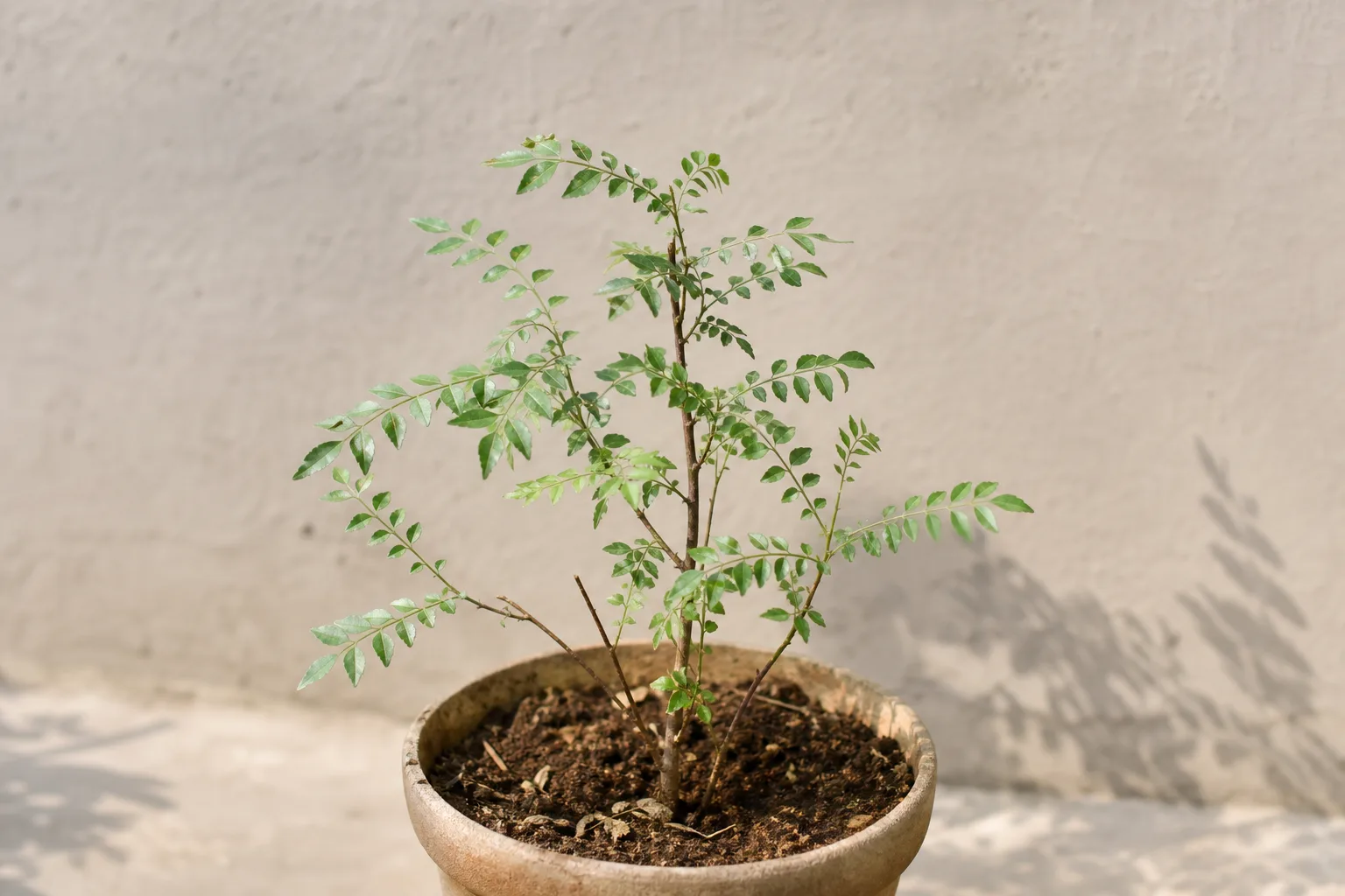Slow Growth on Curry Leaf Plant - visible symptom on the plant