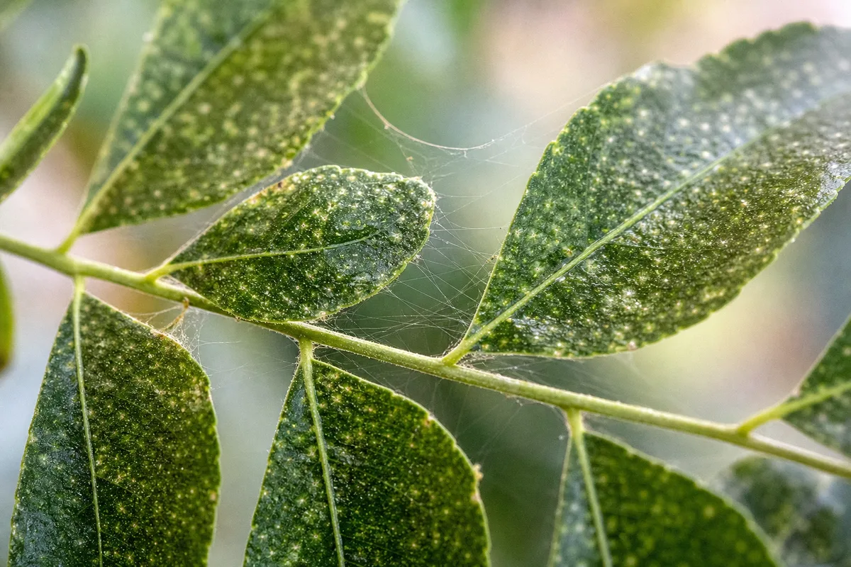 Close-up of Spider Mites on Curry Leaf Plant - diagnostic detail