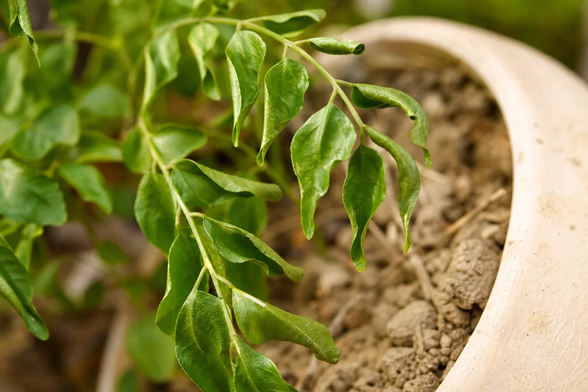 Close-up of Underwatering on Curry Leaf Plant - diagnostic detail