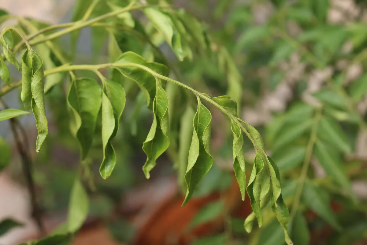Close-up of wilting on curry leaf plant - limp drooping leaflets on a compound leaf cluster