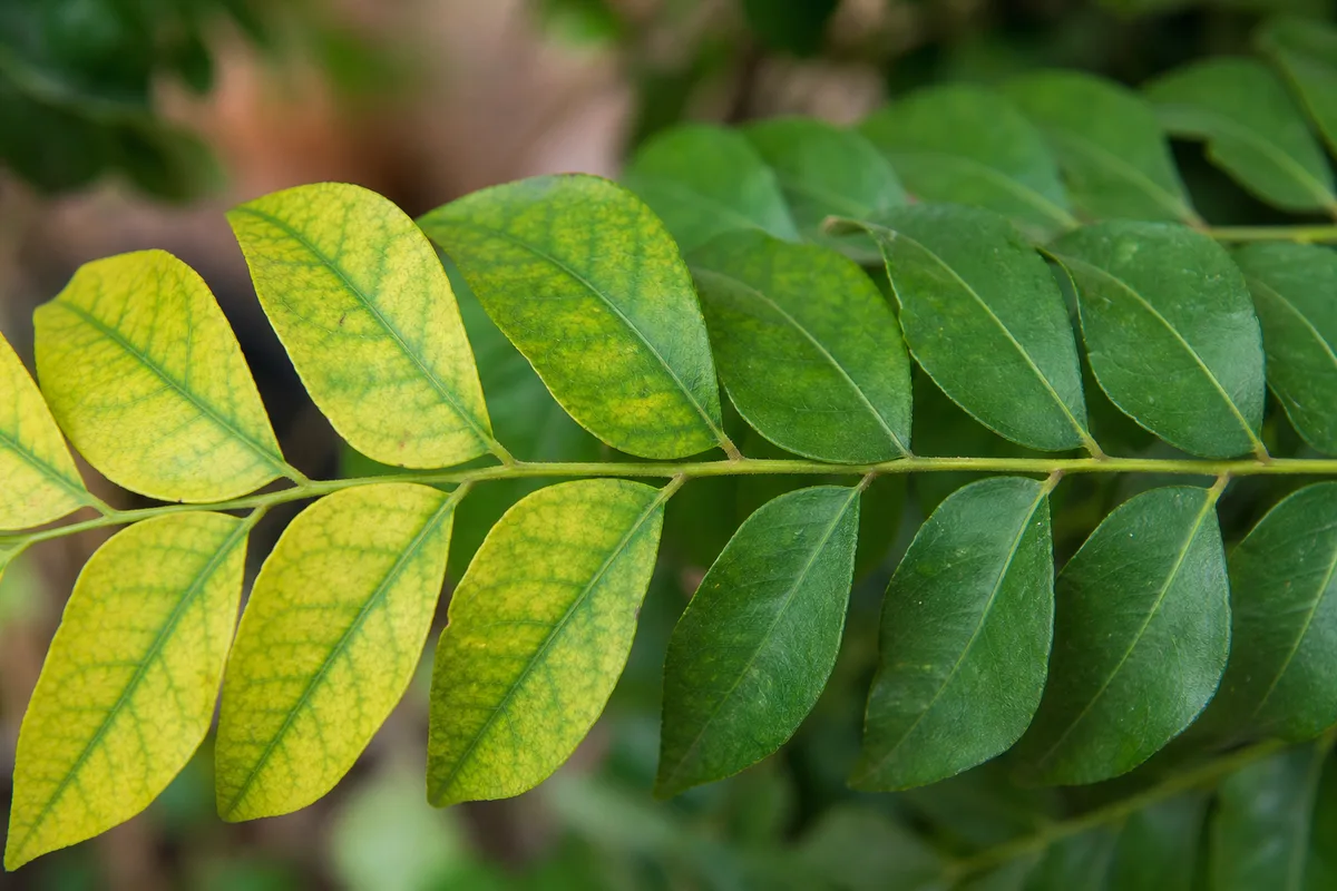 Close-up of Yellow Leaves on Curry Leaf Plant - diagnostic detail