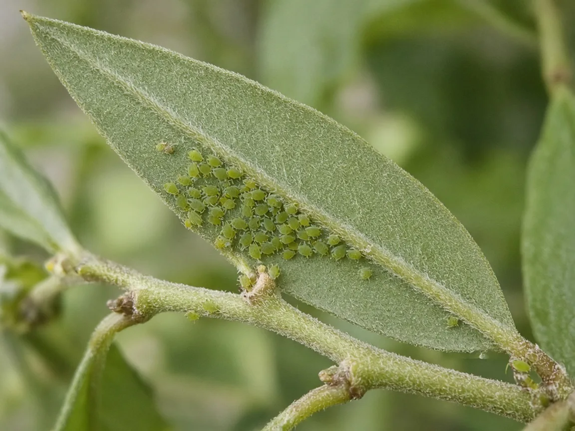 Close-up of aphid clusters on Custard Apple new growth
