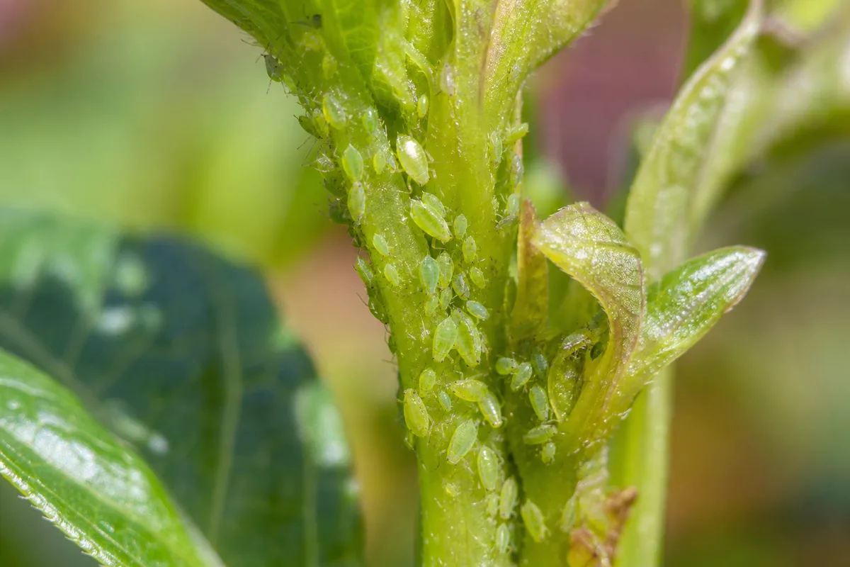 Close-up of Aphids on Dahlia - diagnostic detail