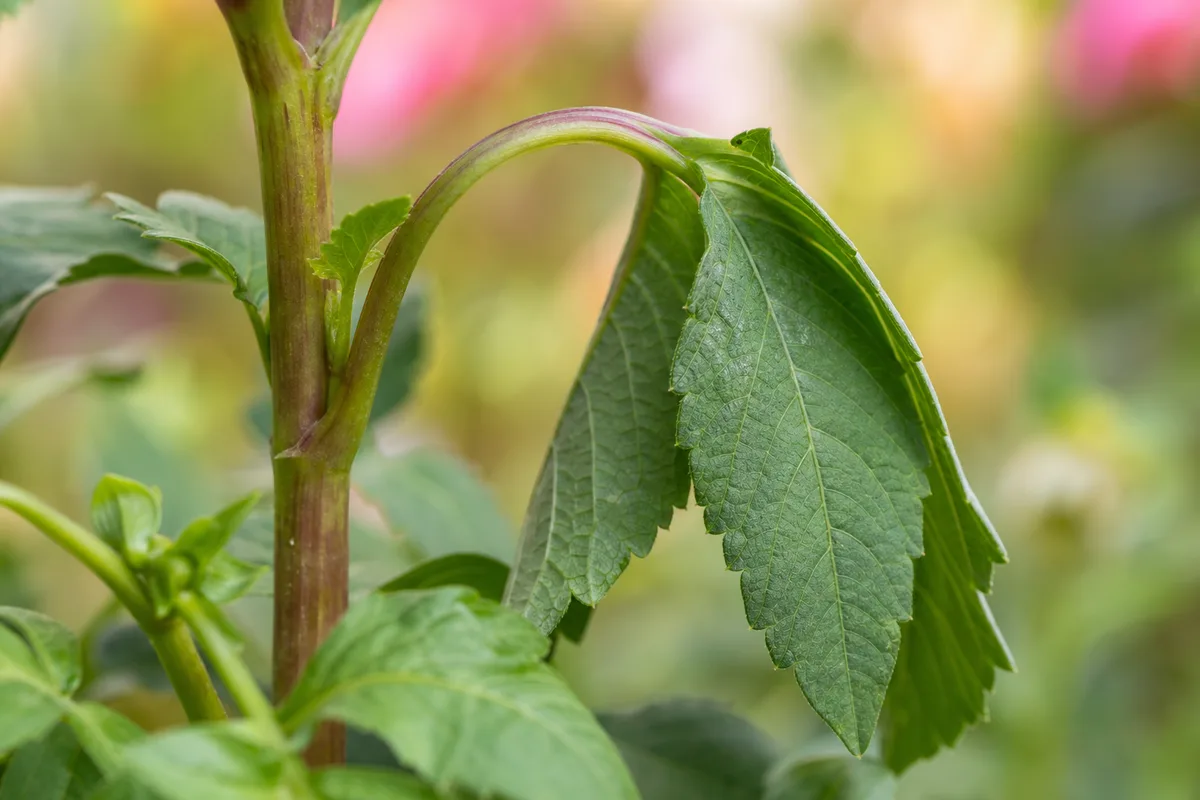 Close-up of Drooping Leaves on Dahlia - diagnostic detail