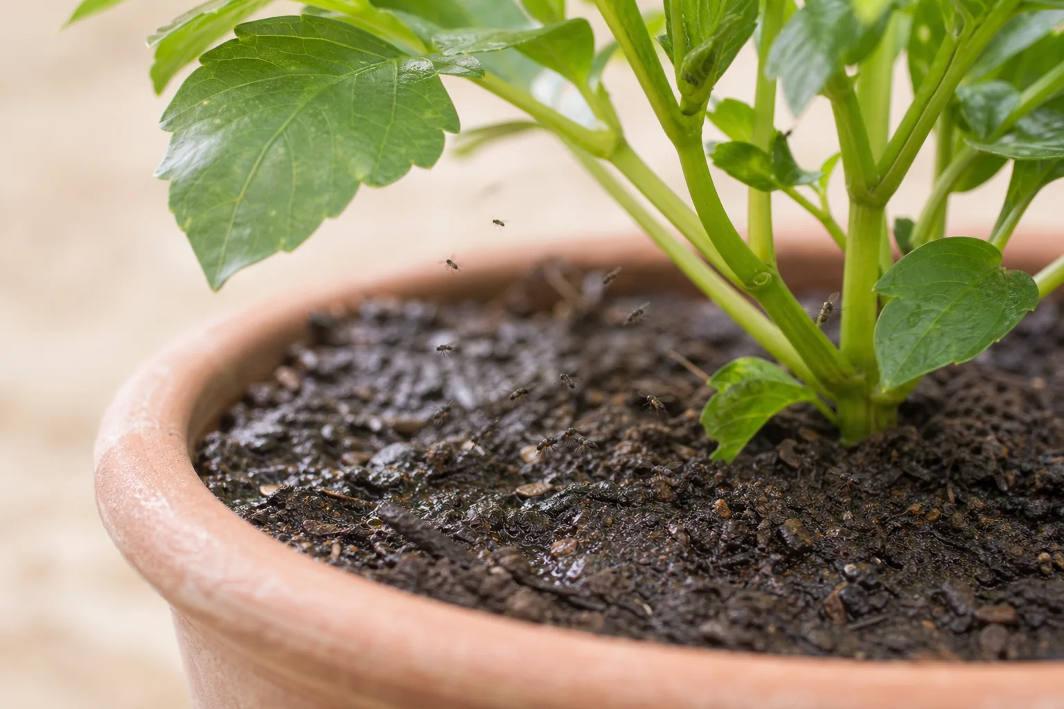 Fungus Gnats on Dahlia - visible symptom on the plant