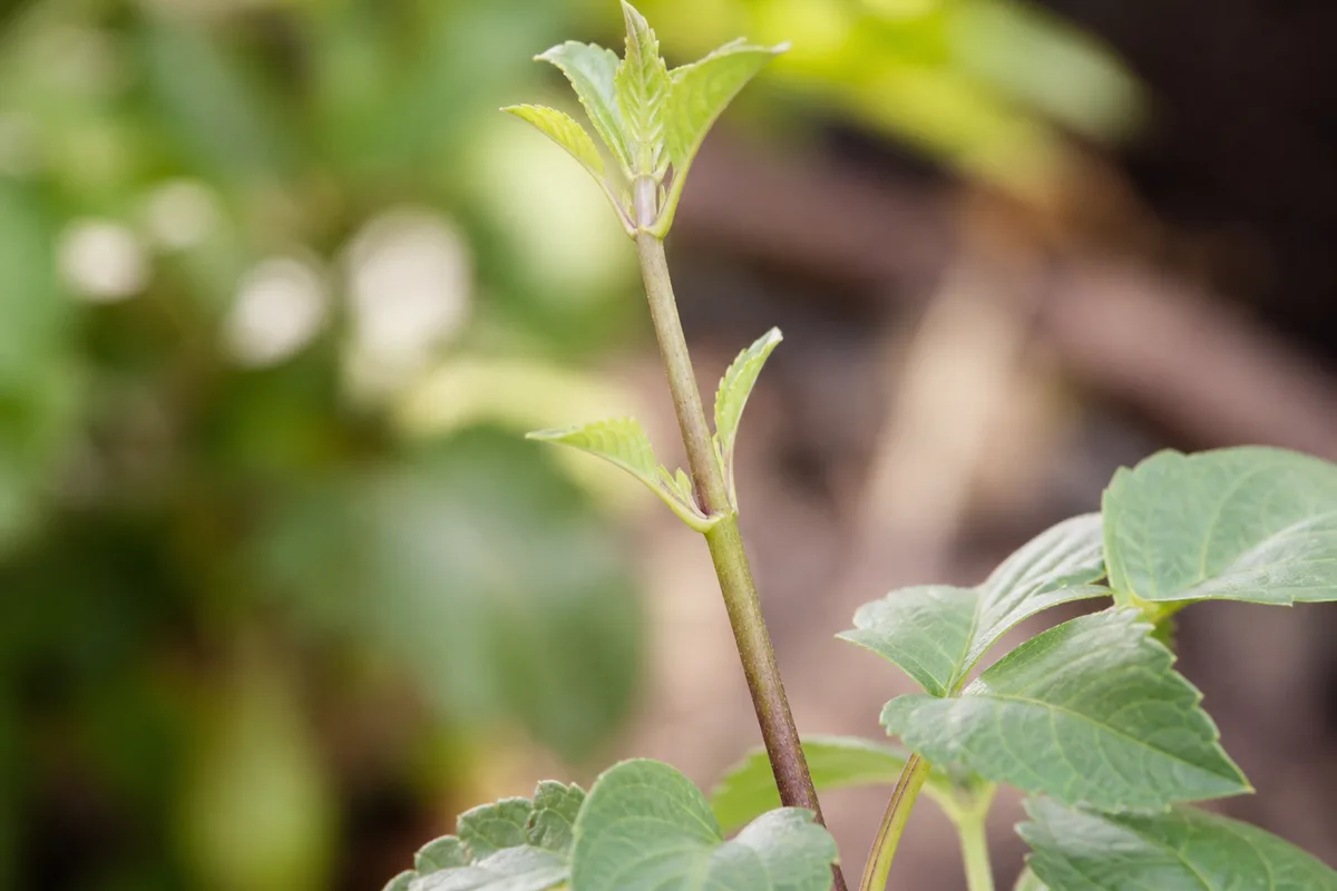 Close-up of Leggy Growth on Dahlia - diagnostic detail