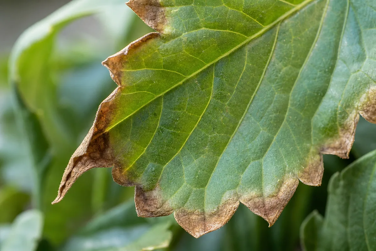 Close-up of Low Humidity on Dahlia - diagnostic detail