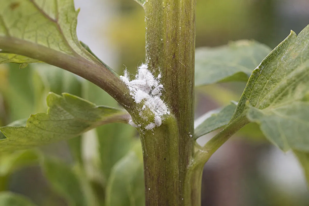 Close-up of mealybugs on dahlia - white cottony masses clustered in a leaf axil at the stem joint