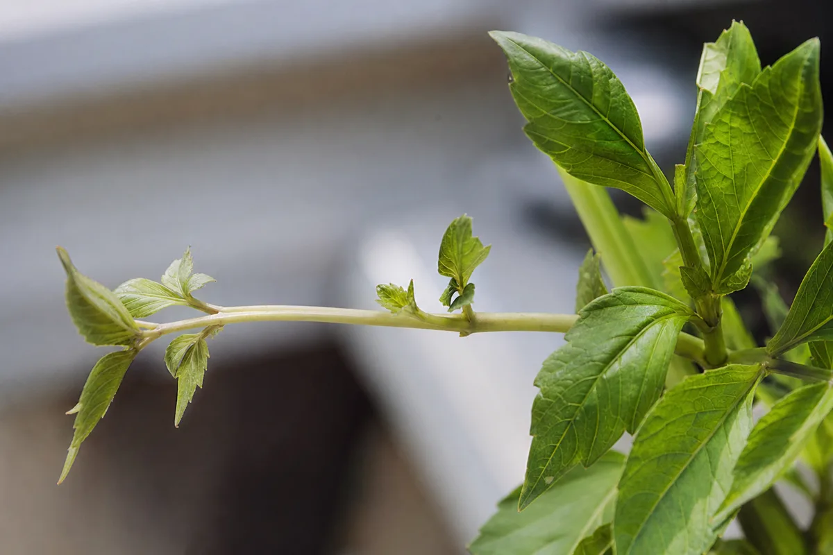 Close-up of low light on dahlia - elongated internodes on a thin stretched stem