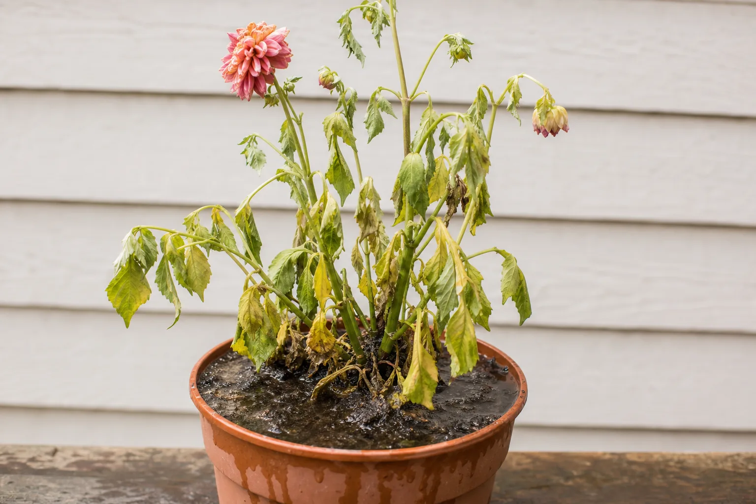 Root Rot on Dahlia - visible symptom on the plant