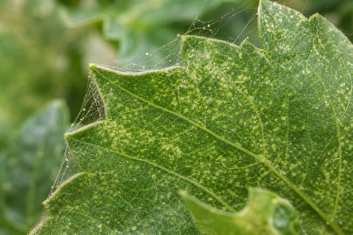 Close-up of Spider Mites on Dahlia - diagnostic detail