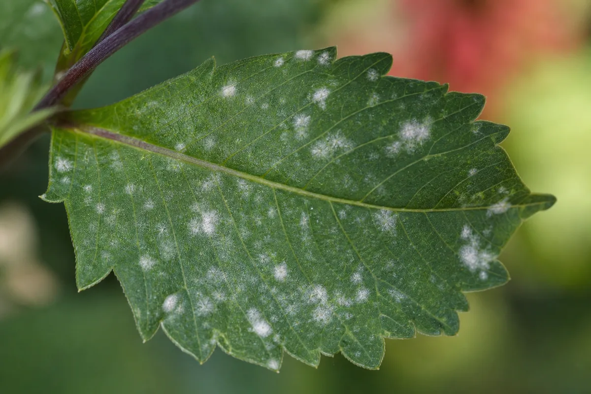 Close-up of White Spots on Dahlia - diagnostic detail