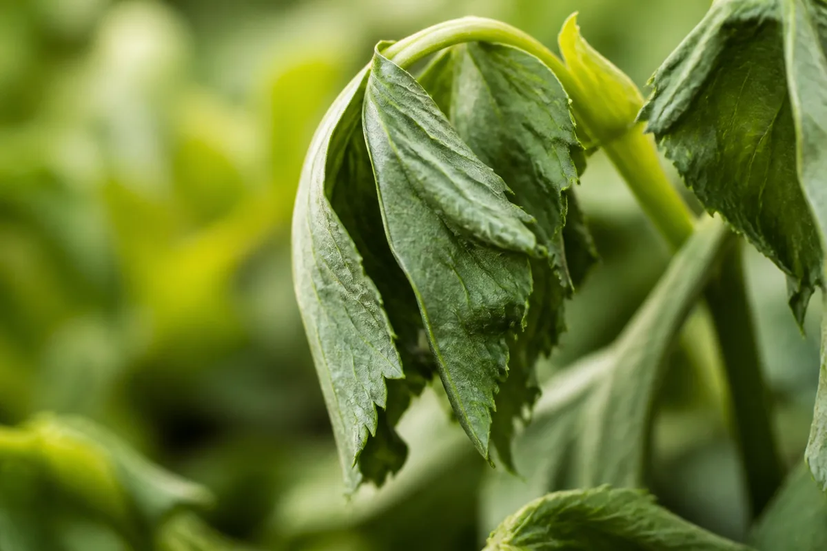 Close-up of Wilting on Dahlia - diagnostic detail