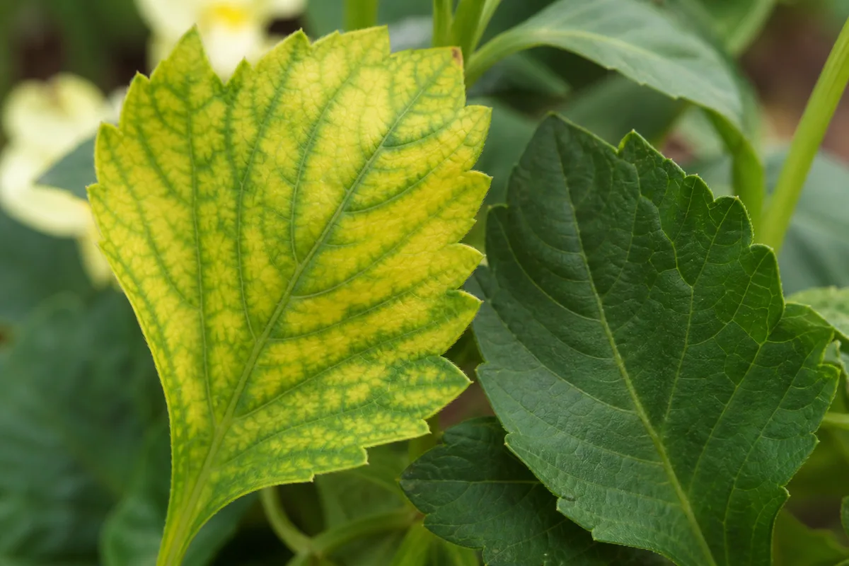 Close-up of Yellow Leaves on Dahlia - diagnostic detail