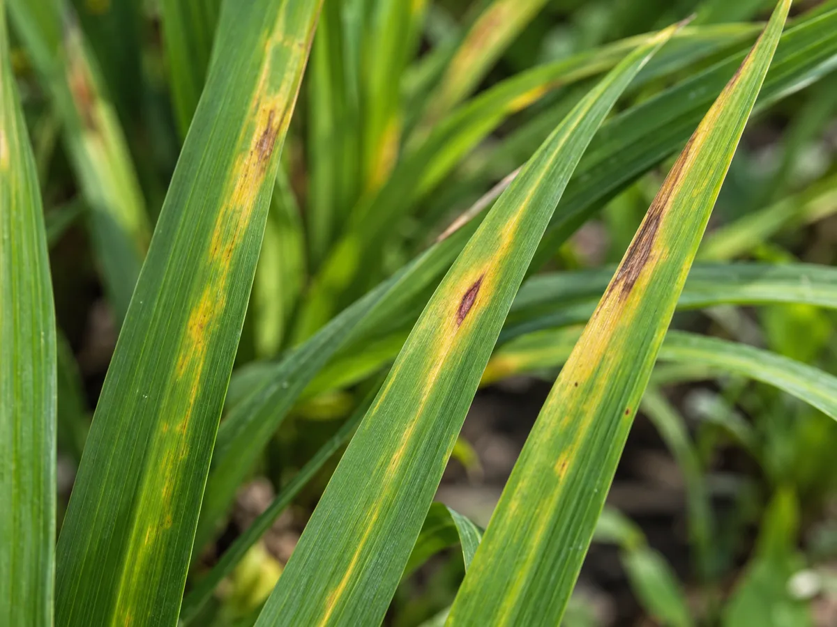 Daylily leaves with yellow streaking and small brown lesions along the blades