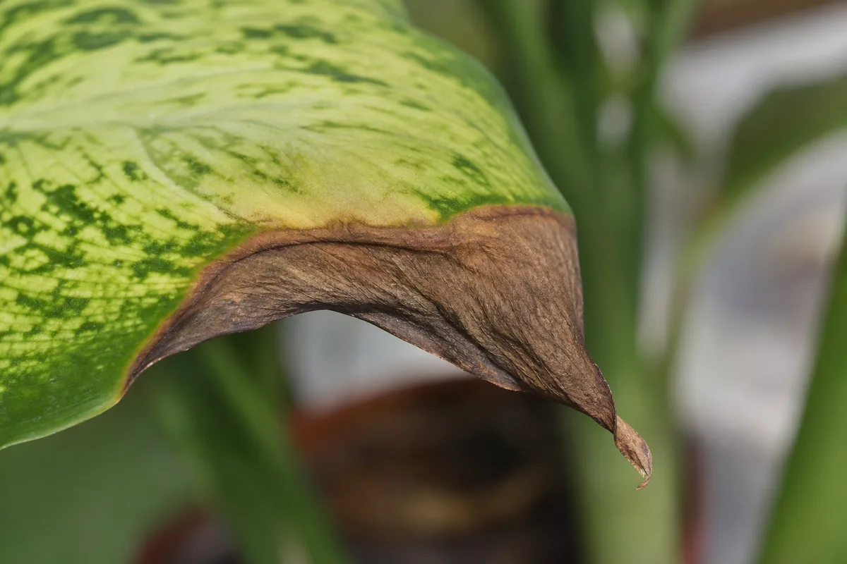 Close-up of Brown Tips on Dieffenbachia Camille - diagnostic detail