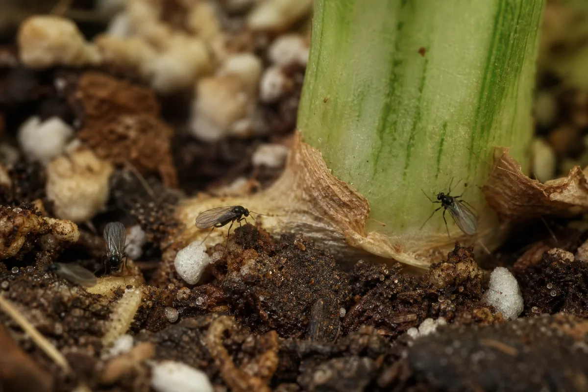 Close-up of Fungus Gnats on Dieffenbachia Camille - diagnostic detail