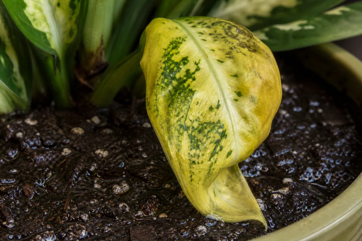Close-up of Overwatering on Dieffenbachia Camille - diagnostic detail