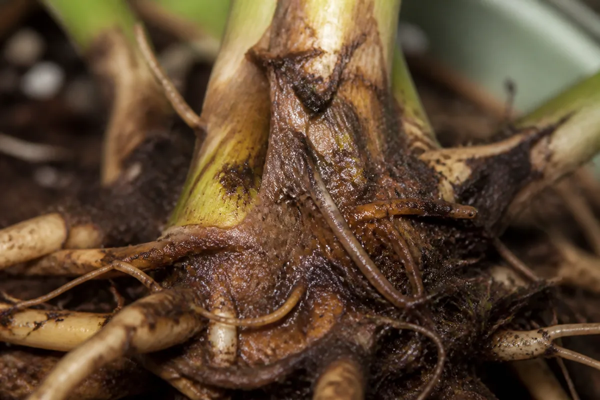 Close-up of Root Rot on Dieffenbachia Camille - diagnostic detail