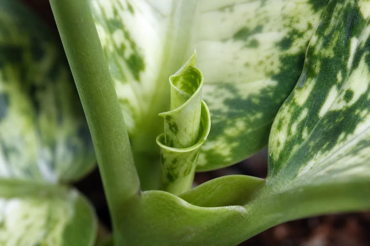 Close-up of Slow Growth on Dieffenbachia Camille - diagnostic detail