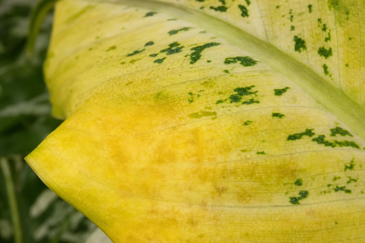 Close-up of Yellow Leaves on Dieffenbachia Camille - diagnostic detail