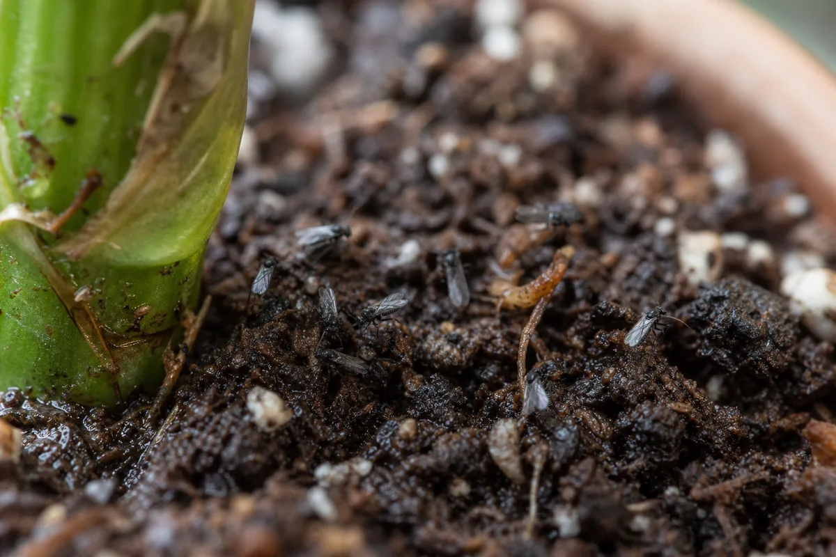 Close-up of Fungus Gnats on Dieffenbachia - diagnostic detail