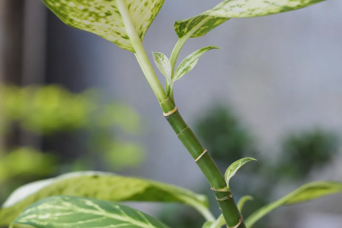 Close-up of Leggy Growth on Dieffenbachia - diagnostic detail