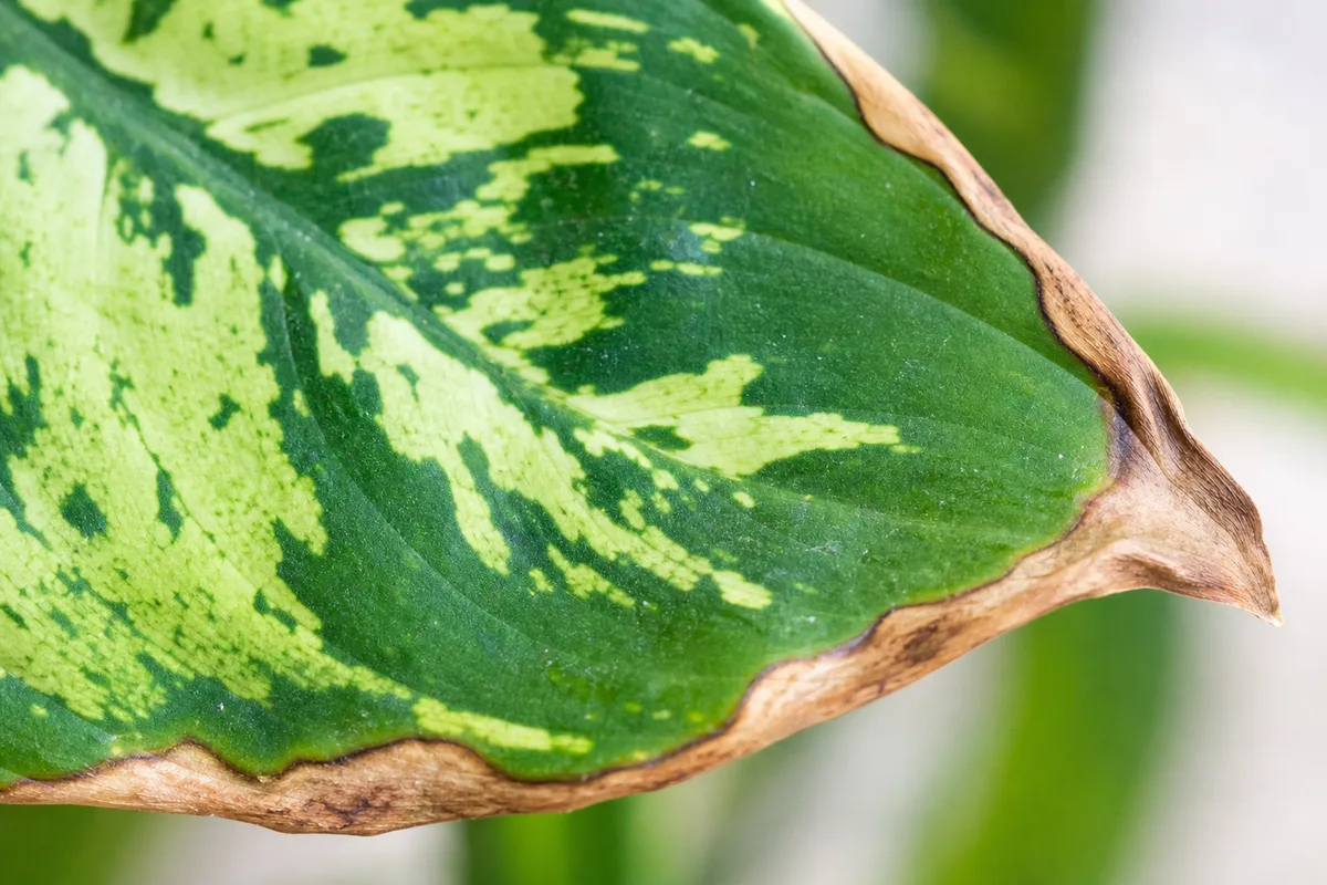 Close-up of Low Humidity on Dieffenbachia - diagnostic detail