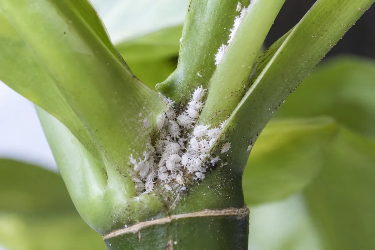 Close-up of mealybugs on dieffenbachia - white cottony colony in a leaf axil