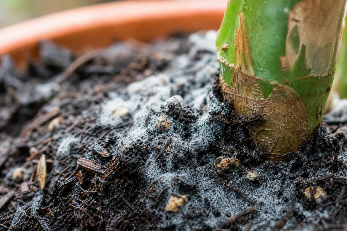 Close-up of mold on dieffenbachia potting soil - white fuzzy patches on damp mix at the cane base