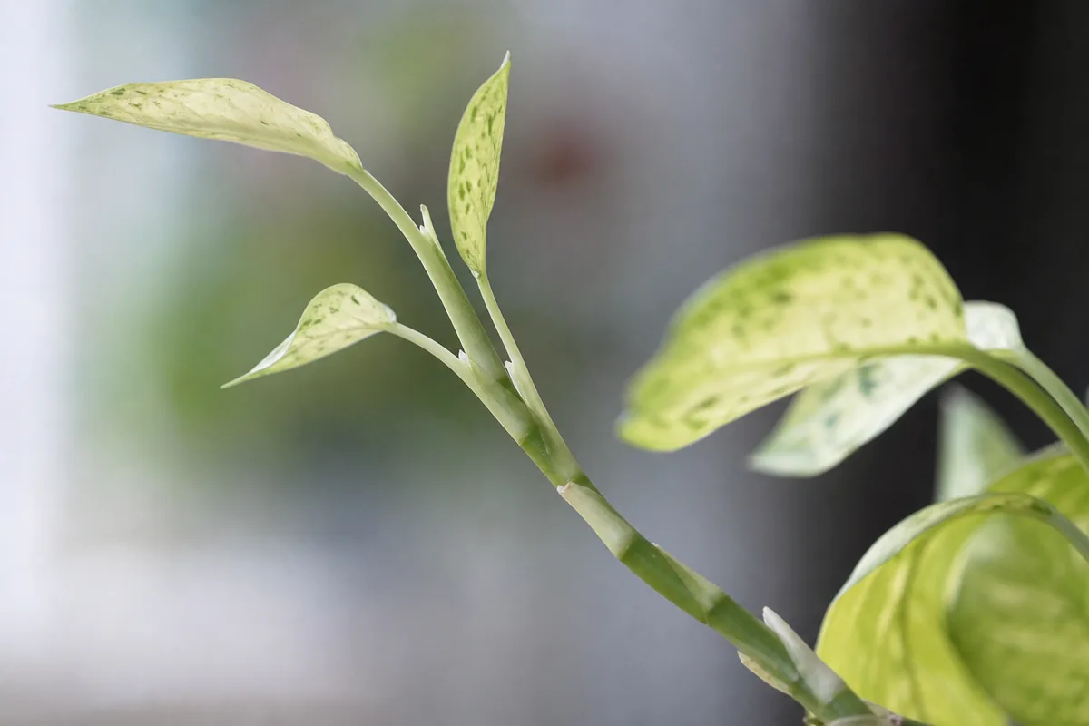 Close-up of Not Enough Light on Dieffenbachia - diagnostic detail