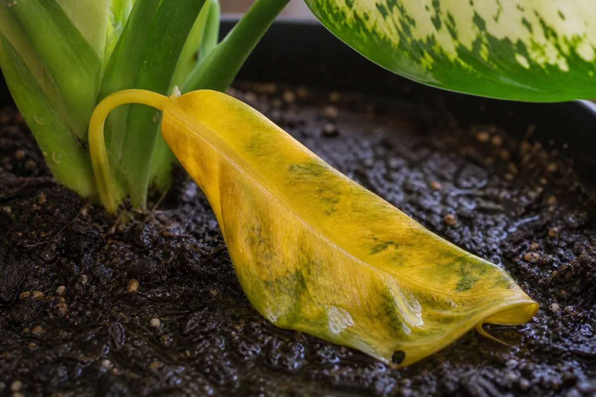 Close-up of Overwatering on Dieffenbachia - diagnostic detail