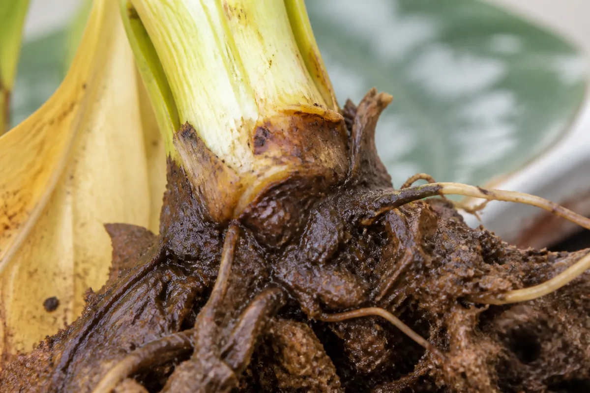 Close-up of Root Rot on Dieffenbachia - diagnostic detail