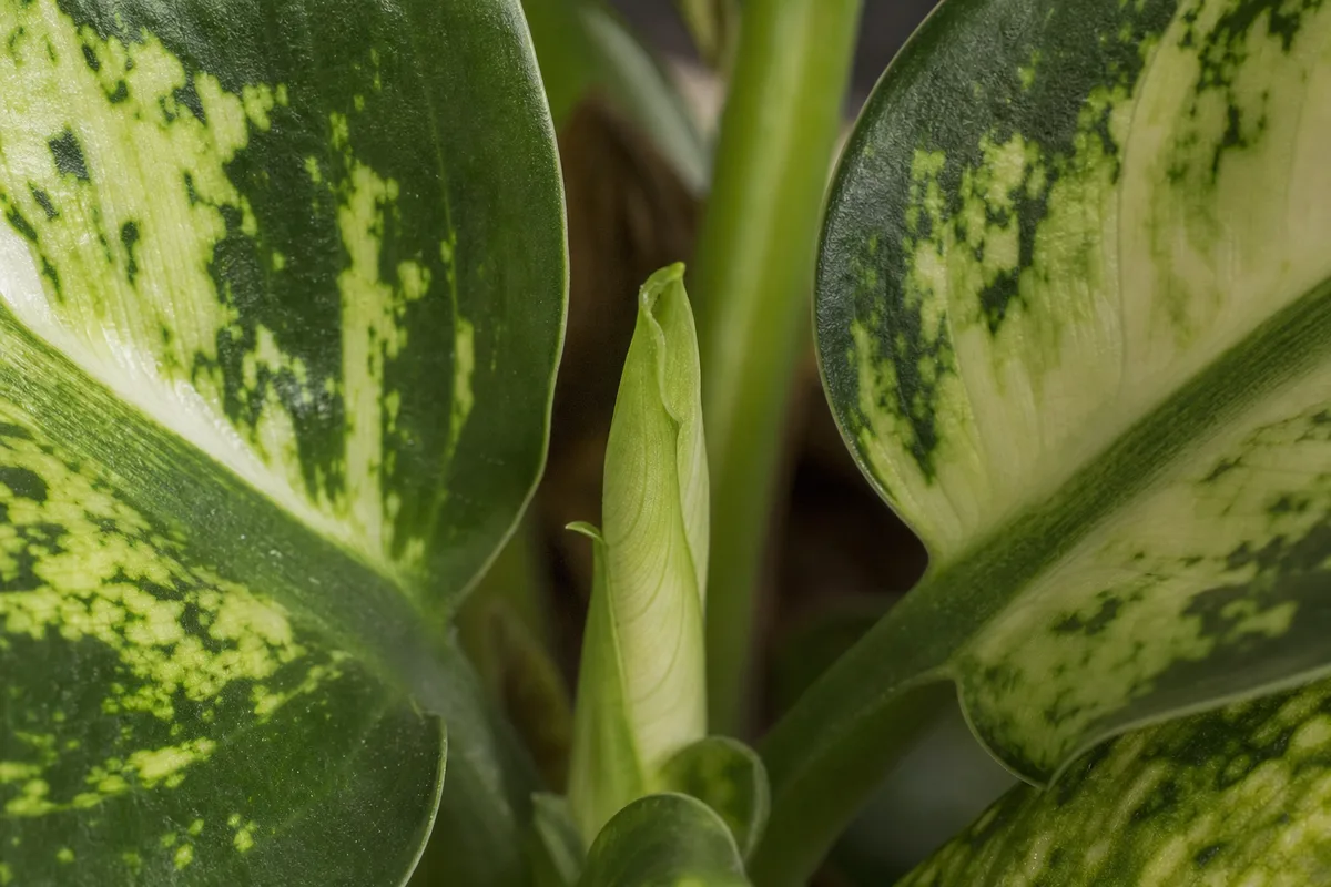 Close-up of Slow Growth on Dieffenbachia - diagnostic detail