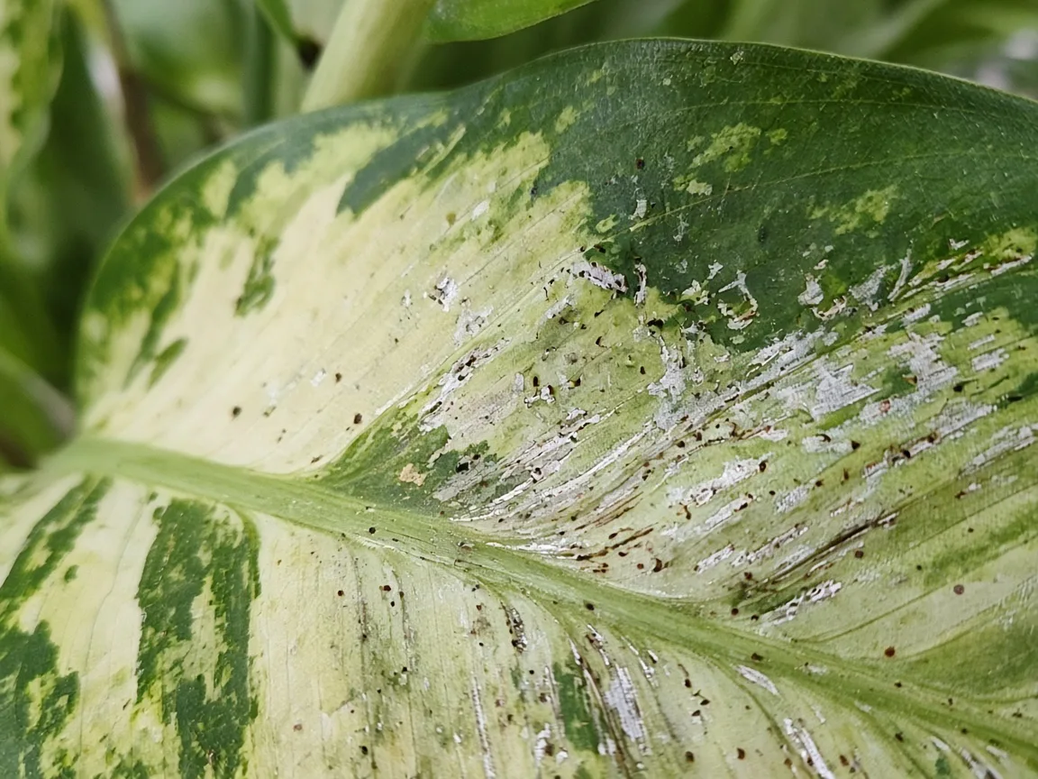 Close-up of thrips damage on Dieffenbachia - silvery scarred leaf surface with dark frass specks