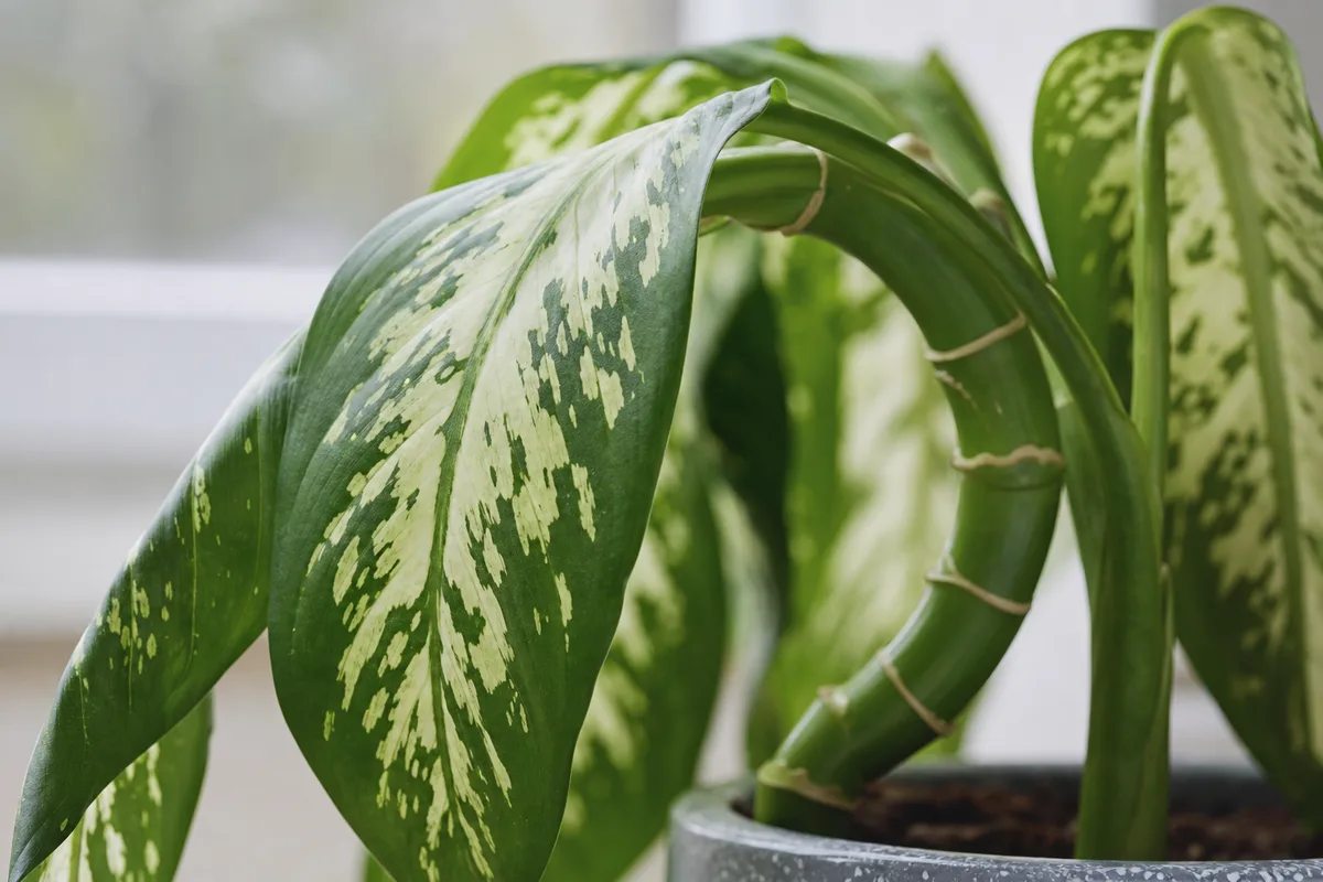 Close-up of Drooping Leaves on Dieffenbachia Tropic Snow - diagnostic detail